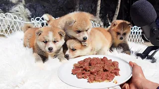 Cute Puppies Eating Food ASMR