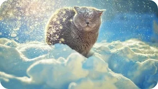 Милые Смешные Животные и Снег! Animals And Snow!