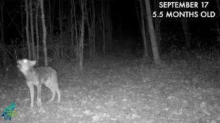 How wolf pup howls change during their first summer