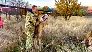 ВЫ ТОЛЬКО ПОСМОТРИТЕ! Какой удивительный лев-вожак и как он привязан к Олегу Зубкову!