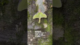 Birth of a Luna Moth! Seriously, how cool is this! #nature #conservation #moth #lunamoth