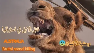 قتل الابل في استراليا وكيف وصل اول جمل Killing camels in Australia and how the first beauty arrived