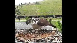 Hellgate ospreys 6 16 17 541pm vicious attack at the nest by an osprey intruder