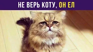 Приколы. Не верь коту, он ел | Мемозг #95