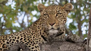 Охота на леопарда, leopard hunt