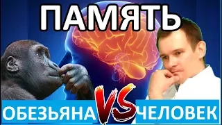 ШИМПАНЗЕ против ЧЕЛОВЕКА - тест на память. А ТЫ ПОБЕДИШЬ ОБЕЗЬЯНУ?