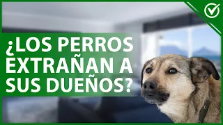 🐶 ¿Es cierto que los PERROS EXTRAÑAN a sus DUEÑOS cuando salen de casa? 😢🐶