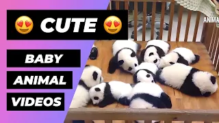 The Cutest Baby Animals In The World 🔴 1 Minute Animals