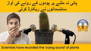 Plants crying sound recorded by scientists when there is no water | Plants can cry finds new study