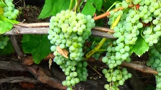 Обзор двух хороших сортов винограда - Спартан сидлис и Гурман ранний в плодоношении.