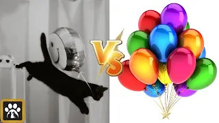 Cats Vs Balloons - Funny Cats Playing With Balloons 😹