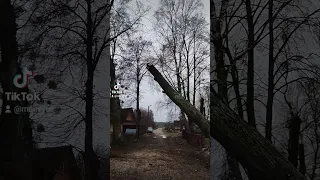 Как научиться рассчитывать длину ствола дерева📏#stihl#fail #failvideo#спилдерева#спилдеревьевГродно