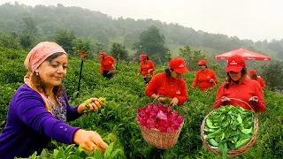 A Day in the Tea Plantation in Azerbaijan - Collecting Fresh Tea Leaves | International Tea Day