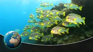 Symphony of life: Underwater world of Australia