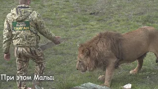 🦁 ЛЕВ МАЛЫШ и ЗУБКОВ. 👀 КТО ОН НА САМОМ ДЕЛЕ В ТАЙГАНЕ? | Lion  The Kid. Who is he really?