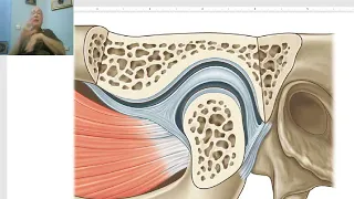 Anatomy of head and neck module in Arabic 22 (Tempromandibular joint) by Dr. Wahdan.