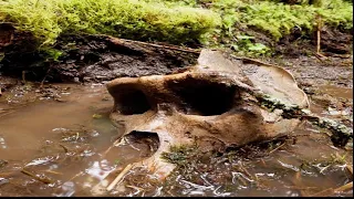 Bigfoot Skull Found?