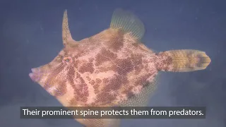 NSW marine life - Leatherjackets