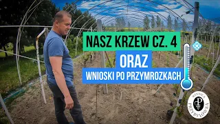 Nasz krzew cz. 4 oraz wnioski po przymrozkach