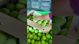 Яблоки AqNiet Agro gardens 🍏 ГРЕНИ СМИТ