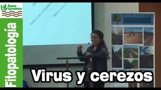 EVALUACIÓN preliminar de DAÑO causado por VIRUS en 🌳cerezos – Karen Zagredo