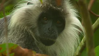 Wildes Indochina (2014). Ep04 Cambodia