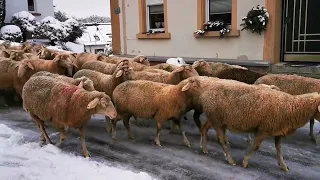 Schafe im Schnee Pfalz glatte Straßen Angst Schäfer Hirtenhund