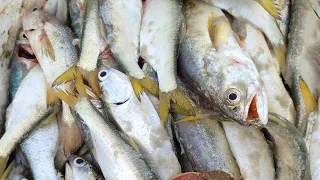 Dia de Pescaria e Diversão na Praia de Ajuruteua, em Bragança do Pará.