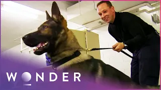 These Dogs Are Trained To Hold Guns | K9 Mounties S1 EP3 | Wonder