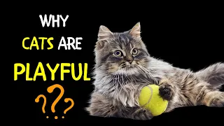 What makes cats love to play ? | The Reasons Cats Love to Play