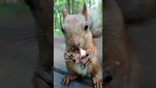 Снова едим орешек / Eating a nut again #squirrel