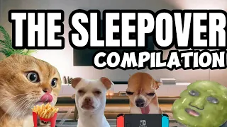 CAT MEMES: THE SLEEPOVER COMPILATION EP.1