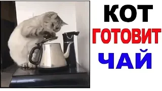 Лютые приколы с котами, мемы. КОТ ГОТОВИТ ЧАЙ...