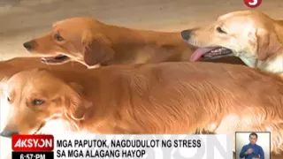 TIPS PARA DI MA-STRESS ANG ALAGANG HAYOP DAHIL SA PAPUTOK