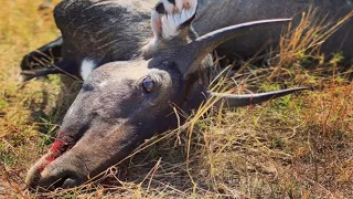 Nilgai Hunting