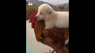 Puppy and Cock Friendship | Animals World [Dog and Cock Caring]
