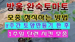 [텃밭농부 1,445]  방울, 완숙토마토 모종 정식하는 방법 #방울토마토재배 #완숙토마토재배