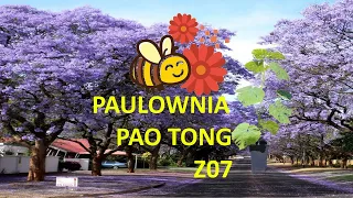 PAULOWNIA PAO TONG Z07