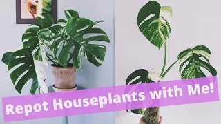 Repotting Variegated Monstera Cuttings in Moss! | Houseplant Q&A