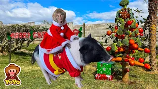 How monkey YiYi and Ủn Ỉn celebrate Merry Christmas
