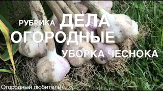 ЧЕСНОК: ПОДГОТОВКА К ХРАНЕНИЮ, ОБНОВЛЕНИЕ СЕМЕННОГО ФОНДА // "ДЕЛА ОГОРОДНЫЕ" //