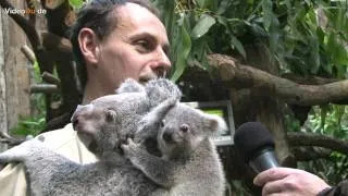 Zoo Duisburg, Ein Koala als Weihnachtsgeschenk