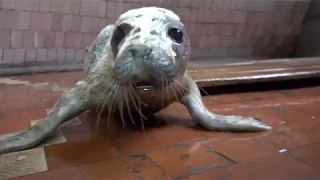 Калининградский зоопарк спасает тюленят