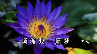 一场游戏一场梦 王杰 (歌词版)