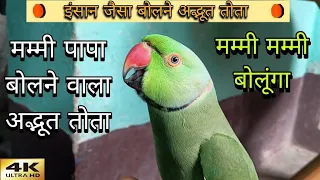 Parrot talking mummy papa😱मम्मी पापा बोलने वाला मिट्ठू🥰🦜ringneck parrot talking mummy😱funny parrots😂