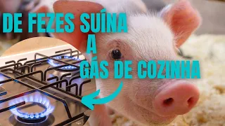 COMO É PRODUZIDO O GÁS METANO OU BIO GÁS DE FEZES DE PORCO | RAIZES DO REI