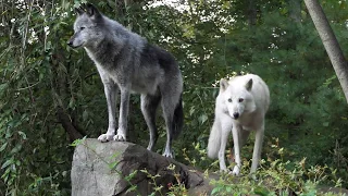 Alawa and Zephyr Howl