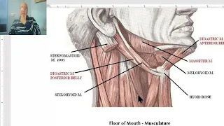 Anatomy of head and neck module in Arabic 50 (Digastric triangle) , by Dr. Wahdan