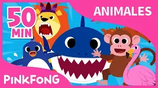 Mejores Canciones de Animales | Tiburón Bebé y +39 | +Recopilación | Pinkfong Canciones Infantiles