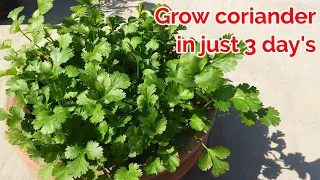 Fastest Growing method of coriander in 3 days only.
